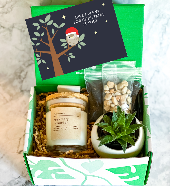 Owl I Want For Christmas Is You Succulent Gift Box